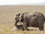 Động vật có đau buồn?